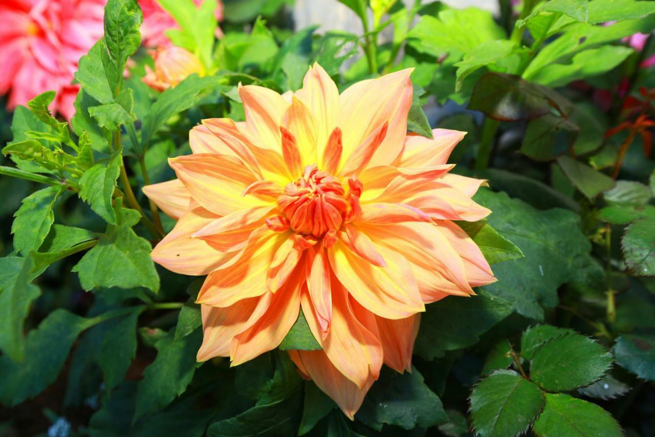 Dahlia Mount View Hotel Нувара-Элия Экстерьер фото